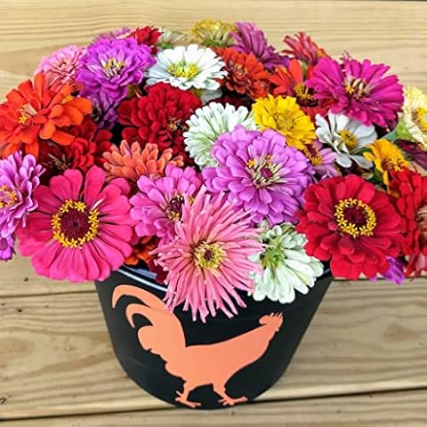 Eden Brothers Zin Master Flower Mixed Seeds for Planting, 1/4 lb, 120,000+ Seeds with California Giant, Mexican, Lilliput Zinnia | Attracts Pollinators, Plant in Spring, Zones 3, 4, 5, 6, 7, 8, 9, 10 Cover