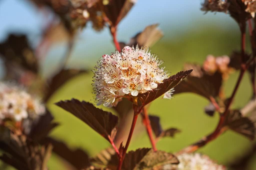 Physocarpus ‘Brown Sugar’ Spiraea opulifolius Ninebark Deciduous White Pink Blooms Red Berries