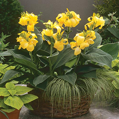 Outsidepride Yellow Canna Lily Flower Seeds - 20 Pcs Perennial Seeds for Planting Outdoors with Colorful Blooms for Cut Flowers, Tropical & Water Gardens, Borders, & Poolside Planting