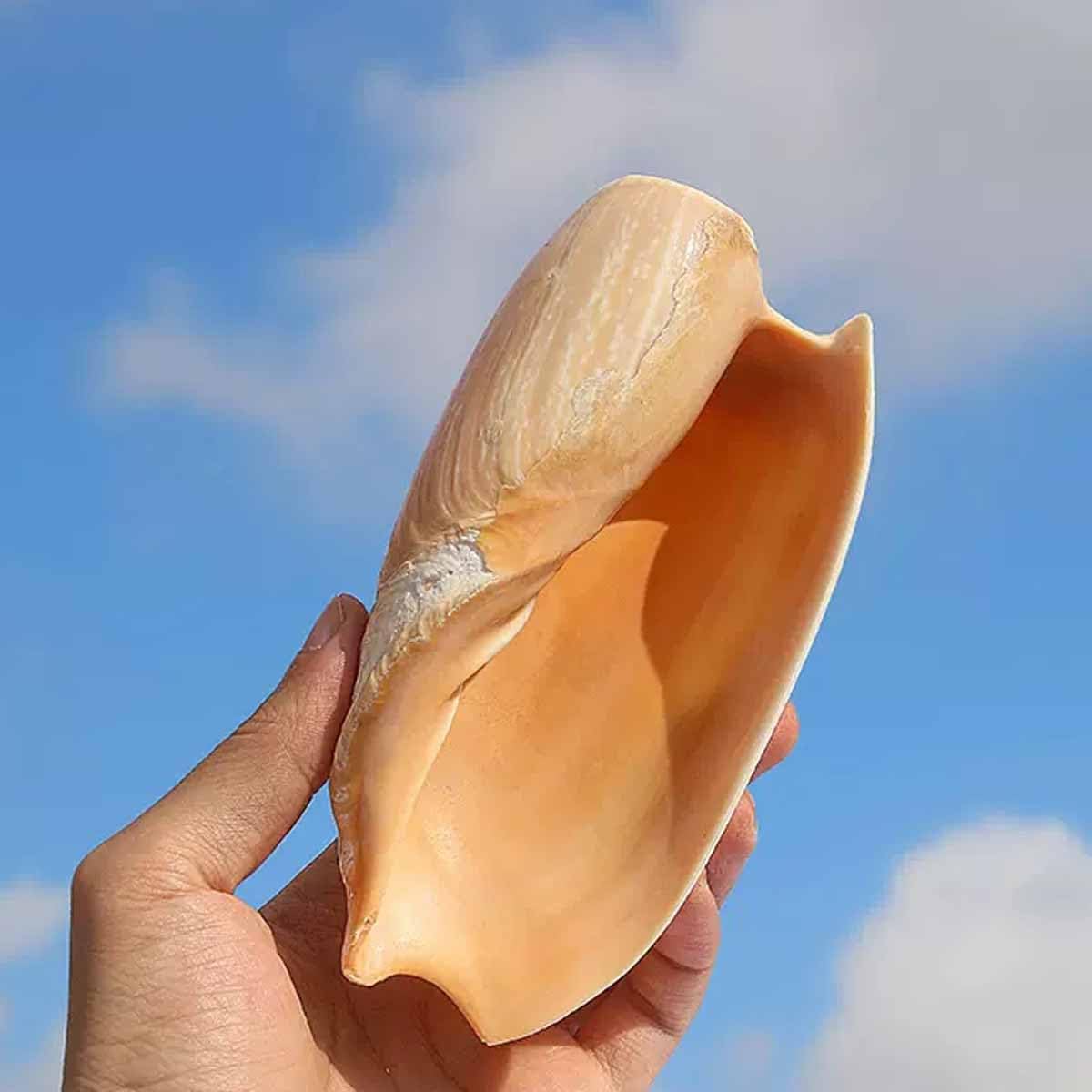 muszle, 10~15 cm dekoracja akwarium dla ryb kreatywny dom, 11~12