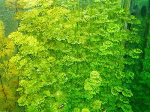 Planta DE Acuario, gambario Ambulia limnophila sessiliflora