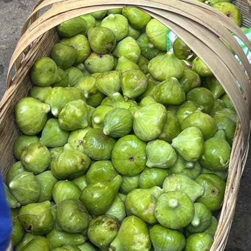 semillas resistentes de higuera - semillas de frutas plantas de balcón resistentes plantas columnares de balcón frutal planta en maceta de árboles frutales enanos semillas variedades 200pcs