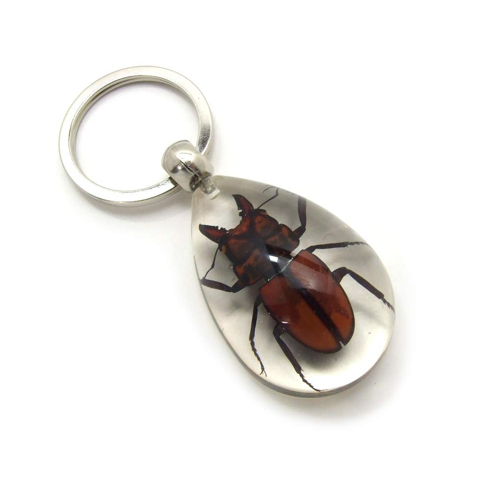 Amazon.co.jp: 【Re・Best】 Insect Keyring 【クワガタ A 】SK5710