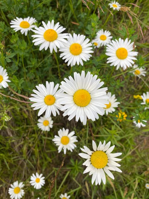 Flowering Perennials Plants (PKD) Bare Root, Shasta Daisy