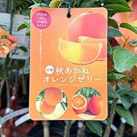 橘吉　14点セット　中古　送料込 Amazon.co.jp: ITANSE 柑橘の苗 大和橘(ヤマトタチバナ) 15cm