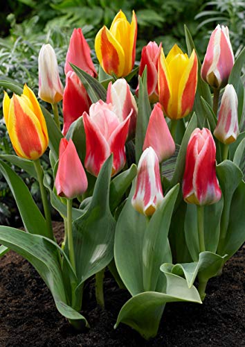YouGarden Early Flowering Short Tulip Mix, Pack of 30 Bulbs, Spring Flowering Bulbs
