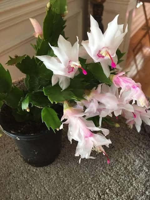 BISWAS PLANTS HOUSE ' Good Looking White ZygoCactus "Christmas Cactus" Flower Live Plant With Free Black Pot (Pack Of-1) Healthy Indoor Plant-image-20