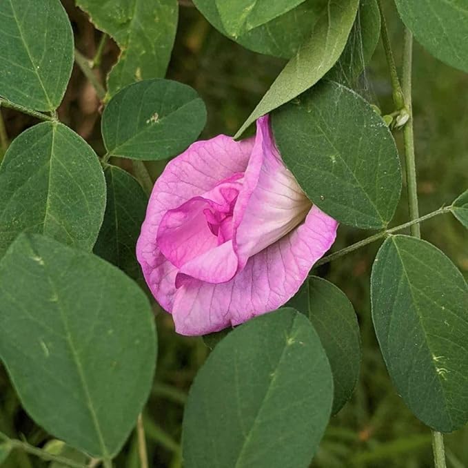 Oxygeen Pink Nilkantha Aparajita Flower Butterfly Pea Flower Double Clitoria Ternatea Pigeonwings Bluebellvine Blue Cordofan Pea Darwin Pea Live Plant (Without Pot) Hight 1-1.5Ft (B0D9QW5Z34) Amazon Price History, Amazon Price Tracker