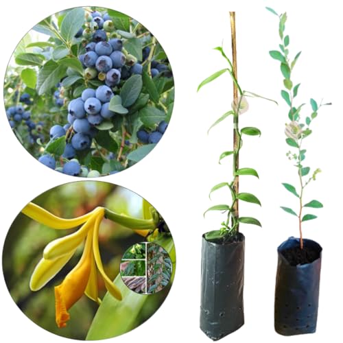 1 Muda De Mirtilo Blueberry + 1 Muda De Orquídea Baunilha