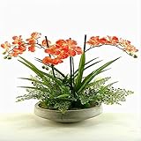 Tipo de producto: bonsai, tamaño: pequeño, mini, grande, medio, clima: templado, uso: plantas de interior, número de modelo: semillas de flores bonsai, estilo: perenne, marca: youpangpang, ubicación: alféizar de la ventana, pleno período de floración: otoño, maceta: excluido, clasificación: planta nueva, función: embellecimiento