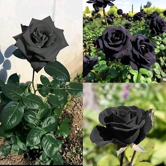 Image of Rare Black Rose Live Plant with Free 4 Inch Pot | Pack of 1 Healthy Flowering Plant for Home Garden, Balcony, Terrace & Outdoor Decoration