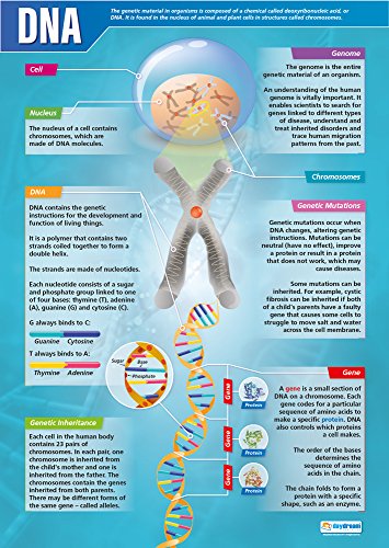 ADN | Carteles de ciencia | Papel brillante midiendo 850 mm x 594 mm (A1) | Tablas de ciencia para el aula | Tablas de educación por Daydream Education Cover
