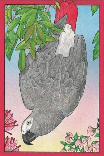 African Grey Blank Note Cards Boxed