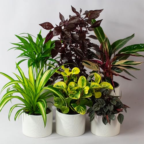6 x Pet Friendly House Plants – Indoor Plants for Living Room Accessories, Ceramic Indoor Plant Pot When Selected, All Plants Supplied Will be Non Toxic for Domestic Pets