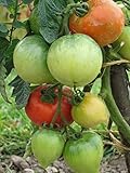  Tomate Ace 55 VF 5 semillas