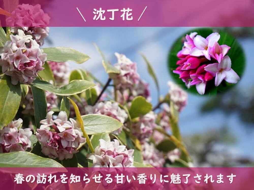沈丁花ページ② Amazon.co.jp: Potted Sinking Flowers, Dalacea Potted Flowers
