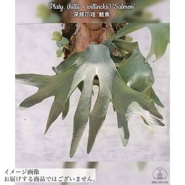Amazon.co.jp: (現品) コウモリラン 'シルバーサーモン Amazon.co.jp: (現品) コウモリラン 'シルバーサーモン