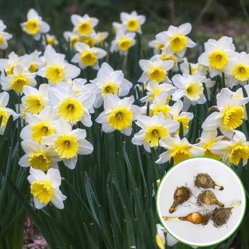 Image of Live Nargis Plant Pack of 1 | Nargis Flowering Plant for Home Garden | Indoor Outdoor Decorative Flower Plant for Balcony Terrace