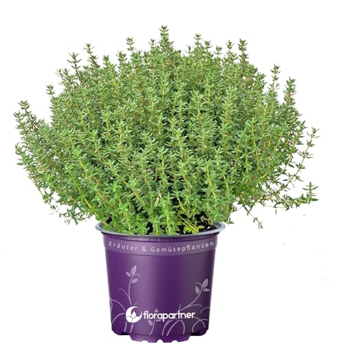 Italienischer XL Thymian (Thymus vulgaris) – Aromatische, kräftige...