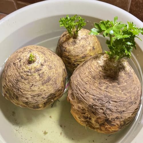 semillas de apio nabo organicas, invierno 100pcs