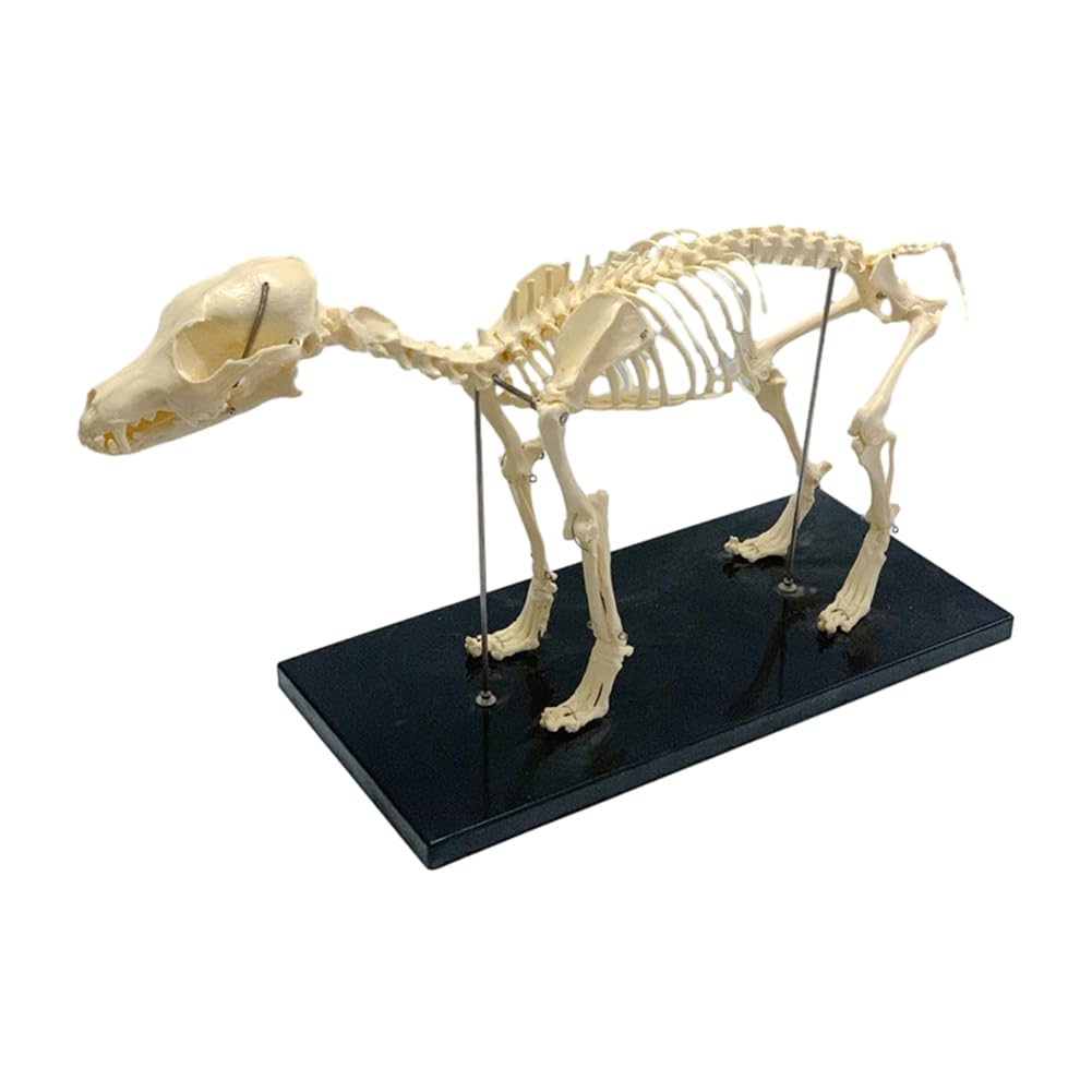 Restikiant Dog Skeleton Model Dog Anatomy Animal Teaching Model Laboratory Veterinary Teaching Demonstration Tool