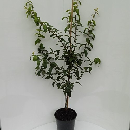 Mispel Westerveld Mespilus germanica Buschbaum 110-140 cm im 10 Liter Topf Unterlage Quitte A Cover