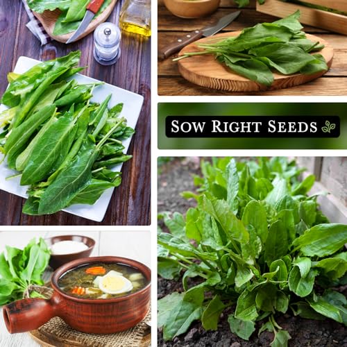 Sow Right Seeds - Sorrel Seed for Planting - Culinary Herb to Plant in Your Home Herb Garden - Indoors or Outdoors - Zesty and Nutritious Leafy Green - Non-GMO Heirloom Seeds - A Great Gardening Gift - Image 4