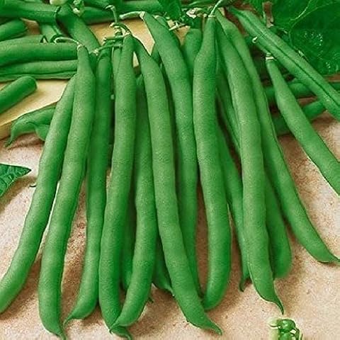 David's Garden Seeds Bean Bush Contender Green 100 Non-GMO, Heirloom Seeds Cover