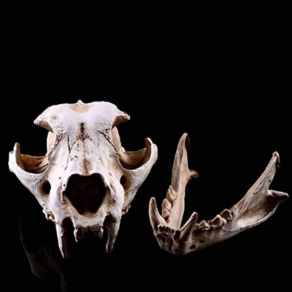 Modello di Ossa finte di Teschio di Cane - Modelli anatomici Animali Forniture educative, Modello didattico per visualizzazione di studi veterinari - Strumento didattico Ornamento per la casa per l