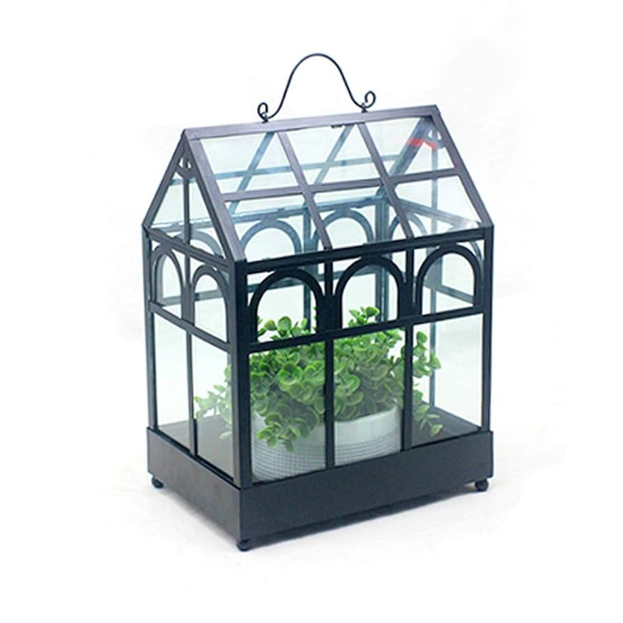 Amazon.co.jp: 空気植物テラリウムボックス- 大きなガラス