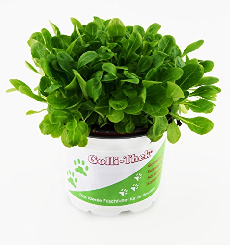 Pflanzen Set für Echsen/Schildkröten - 2X Golliwoog, Ackersalat & Zicholli - Frische Futterpflanzen für Ihre Schildkröten BZW Echsen wie Z.B Bart Agamen