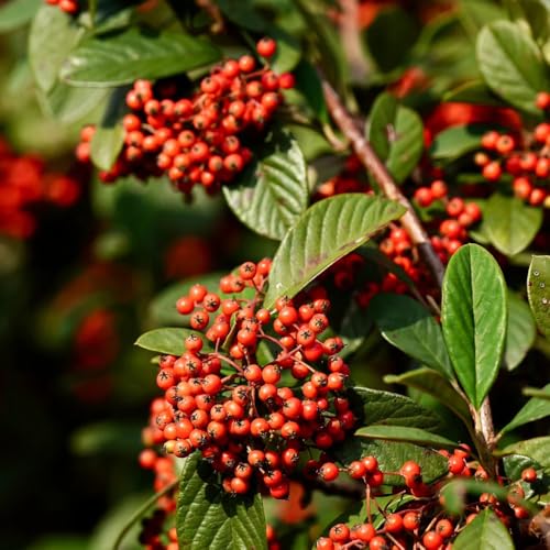 TeppichmispelSamen, kaufen Cotoneaster dammeri, bodendecker bio schnell wachsende sträucher alte sorten gastgeschenk 450pcs