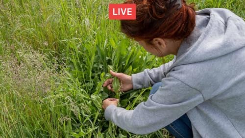 Piante bioindicatrici, conoscere il suolo attraverso le erbe spontanee. Con Delphine Suzor