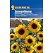 Produktbild Kiepenkerl 741 Sonnenblume Hohe Riesen (Sonnenblumensamen)