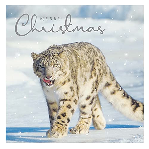 Official Animal Planet Box Christmas Cards, 20 Cards/ 4 Designs, Multi - Image 2