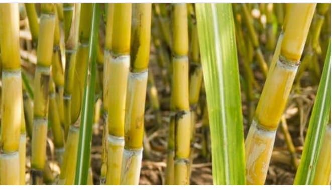 Chakla Special Ganna,Long Size Yellow Sweet Sugercane Plant,Pack Of 1 helthy Palant,Packing Quality HighSecure. (B0D3M17MD5) Amazon Price History, Amazon Price Tracker