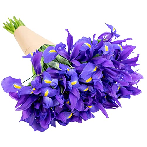 Stargazer Barn Blue Moon Bouquet Telstar Iris Fresh Flowers Bouquet - Overnight Prime Delivery, Fresh Cut Flowers For Longer Life - Bouquet Of Flowers Gift For Mother's Day Or Birthday - 30 Stems #TOP1