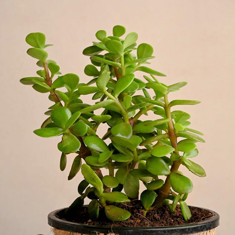 Jade Plant (Battan Bel) Live Plant - Indoor Succulent Pack of 1 with white Pot | Hardy Elegance for Your Living Space-image-25