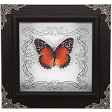 STOBAZA Cadre papillon rétro pour mur   Collection unique de papillons préparés   Décoration vintage pour la maison et le bureau   Expositions créatives