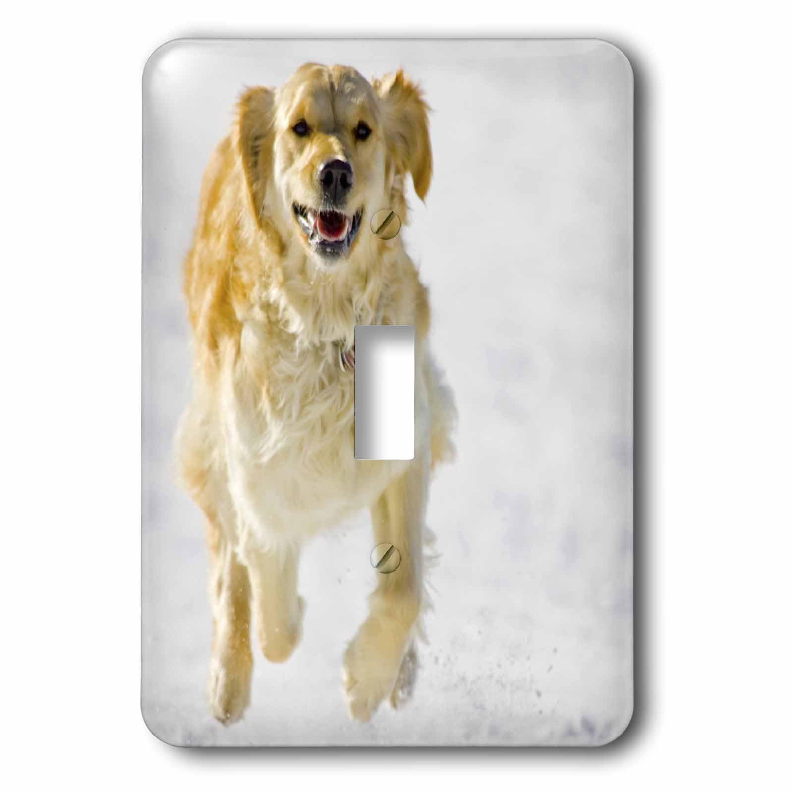 Interrupteur Golden Retriever pour remplacer une plaque murale jaunie ou terne