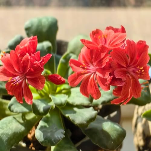 Il giardino che appartiene è in piano, della finestra, balcone, portico o giardino all'aperto: è un grande aiuto per il vostro interesse in scavare!