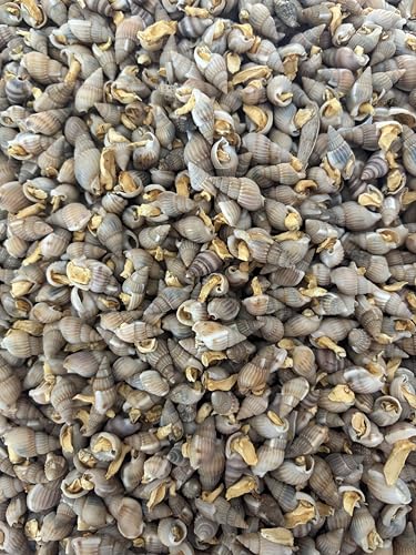 Futterschnecken getrocknet für Kugelfische Krebse Schildkröten Schlangen (100 Gr)