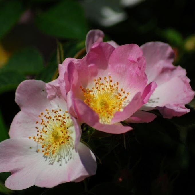Hundsrose Rosa canina heimische Hagebuttenrose ca. 40-60 cm 3 Liter Topfballen