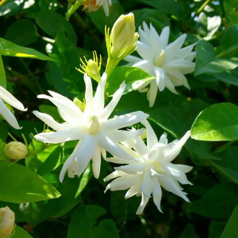 YOKEBOM Fragrant Jasmine Vine