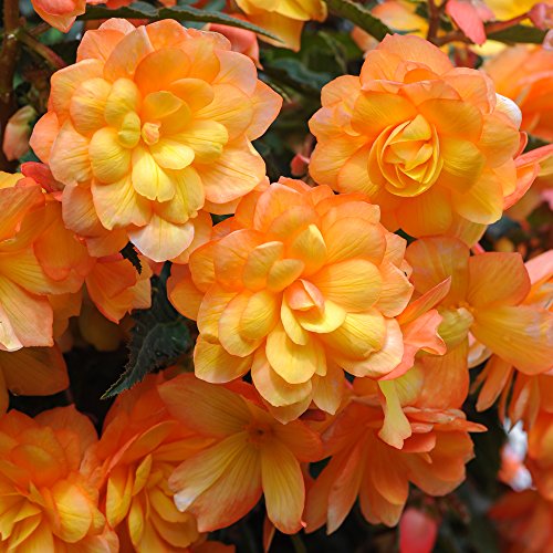 How to grow begonia tubers How to grow begonia tubers