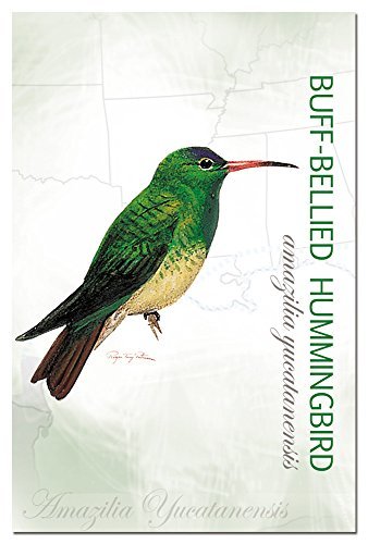 Tree-free Greetings 66293 buff-bellied Hummingbird...