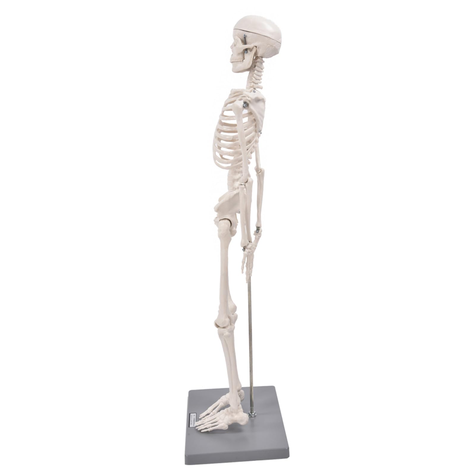 Modelo de Esqueleto Modelo de Esqueleto Humano de 85 cm con Herramienta de Experimentación Orgánica para Uso Pedagógico Anatómico