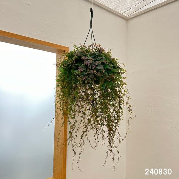 Amazon｜レインボーファン（コンテリクラマゴケ）7号吊り鉢[熱帯