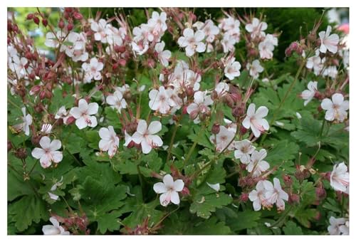 3 x Geranium macrorrhizum 'Spessart' (Winterhart/Stauden/Staude/Mehrjährig/Immergrün) weißer Balkan Storchenschnabel/Storchschnabel - Langlebig, duftend und wunderschön - von Stauden Gänge