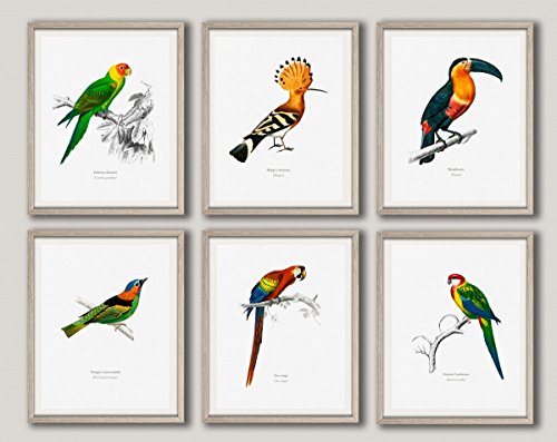 Affiche oiseau illustration scientifique Wallbuddy set de 6 posters exotiques 30x40cm